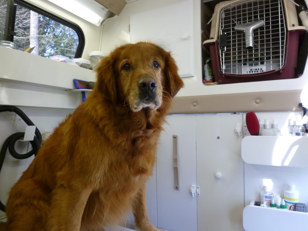 Dog Grooming for two Golden Retrievers by Angela’s Pet Styling Mobile