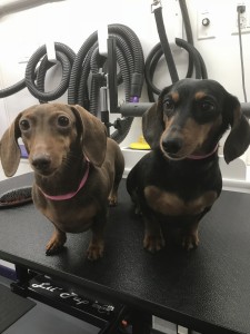 The adorable sweet faces of Piper and Halle.